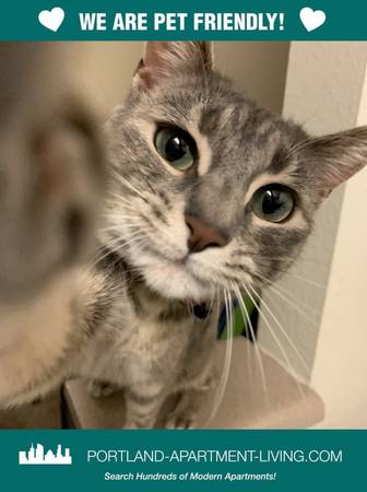 $1,325 / 1br - Purrfect For Your New Home @ The Daveneaux! (NE Portland, NE Couch, Laurelhurst, Buckman)63999316098947120