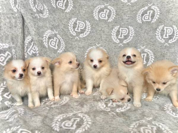 Cachorros Pomerania de 2 meses (Staten Island)63619623705217121
