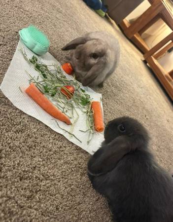 Cute bunnies available (Summerfield)