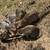 Cats 1 thumbnail