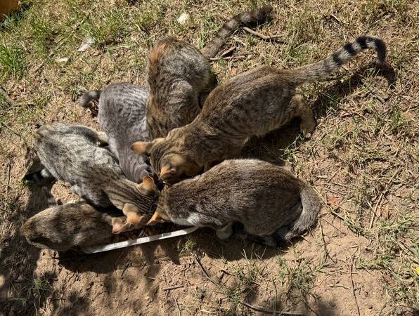 Cats 1