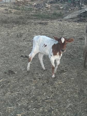 SUNDOG mini heifer Jasmine - $1.500 (condado de Mendocino)63471417908993124