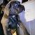 Cane Corso Puppies 9 thumbnail