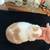 Holland lop 7 thumbnail