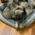 Cane Corso puppies 2 thumbnail