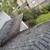 Tree removal, blackberry, landscaping, pressure wash & gutter cleaning 15 thumbnail