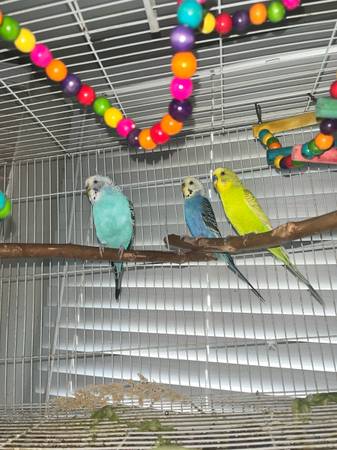 3 Parakeets for sale with cage $50 (Los Angeles)63829968059905121