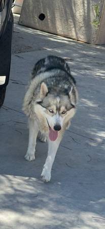 Husky (North Las Vegas)63907417292546120