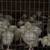 Fat young Cornish cross meat bird chicks 2 thumbnail