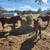 4 Horses for sale in Carmine, TX 1 thumbnail