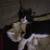 Beautiful kittens 1 thumbnail