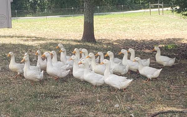 Pekin Ducks 1