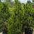 Juniper 8 thumbnail