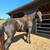 Standardbred Mare 2 thumbnail