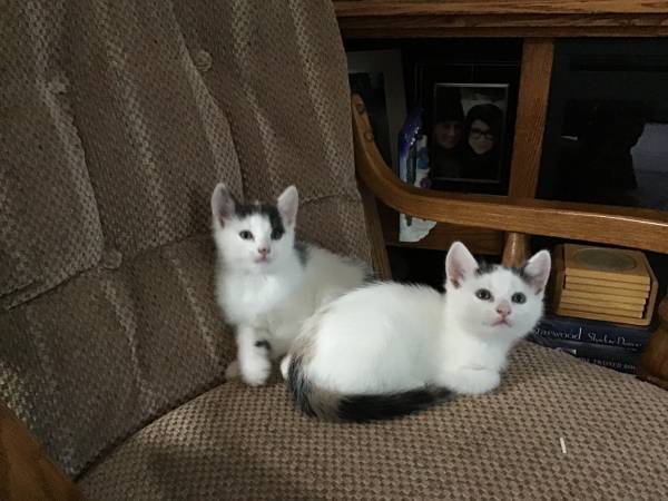 Kittens 1