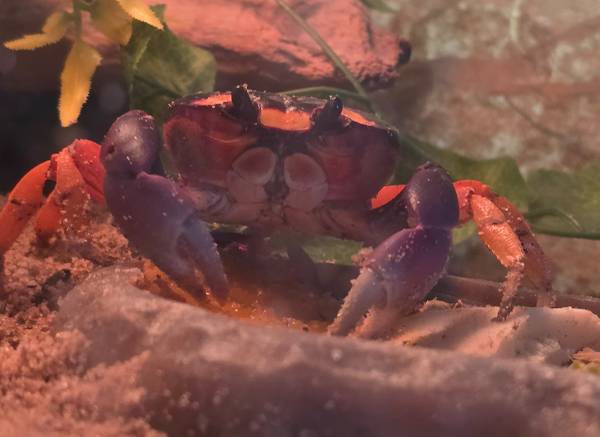 Looking to adopt Hermit Crabs 1