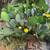 Cactus fruit plants for sale starting from $5 to $25 5 thumbnail