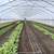 Greenhouse Kits 9 thumbnail
