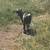 Nigerian Dwarf goat 2 thumbnail