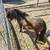 Nigerian Dwarf Goats 5 thumbnail