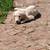 AKC Golden Retriever puppy 1 thumbnail