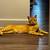 Orange tabby 5 thumbnail