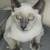 Available for adoption! Goldie & Papis' Animal Rescue 5 thumbnail