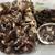 DUBIA ROACH COLONY 3 thumbnail