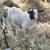 Pygmy Goats 1 thumbnail