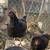 Chickens 5 thumbnail