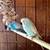 English Budgies 1 thumbnail