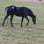 Reg. 2023 Black Appaloosa Filly with White Blanket 1 thumbnail