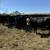 40 Fancy Young 3-4 yr old Heavy Bred Black Angus/ BwF Bred Cows 5 thumbnail