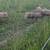 Beutiful pigs. 3 thumbnail