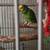 Amazon parrots pair 3 thumbnail