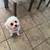 2 yro mini Poodle boy 9 thumbnail