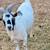 Nigerian Dwarf Goat 1 thumbnail