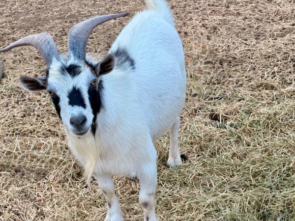 Nigerian Dwarf Goat 1