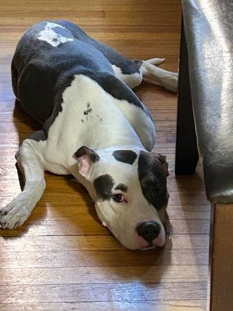 Cha-cha es una hembra estadounidense de dos años buscando un nuevo hogar (Rogers Park)63844235637251121
