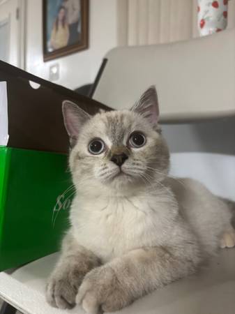 Persian kitten (san jose north)63862000760193121