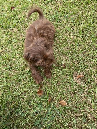 Malshi puppy63948404468610120