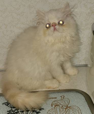 CFA Persian/ Longhair Exotic kittens (Hagerstown)63901111191426123