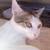 Teenage cats need homes 6 thumbnail
