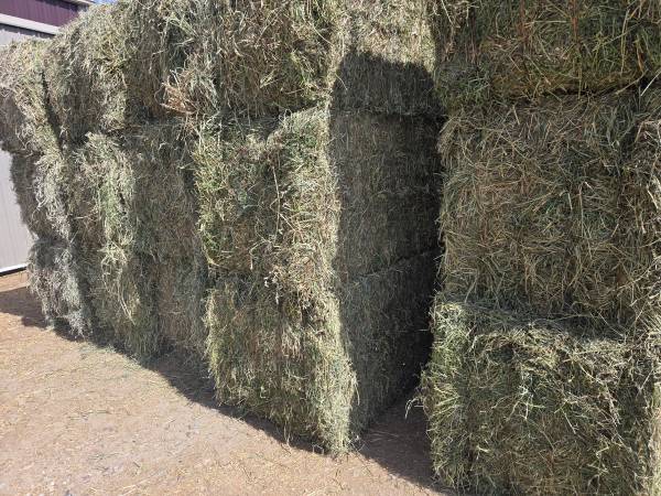 Big Squares Hay Alfalfa mix 1