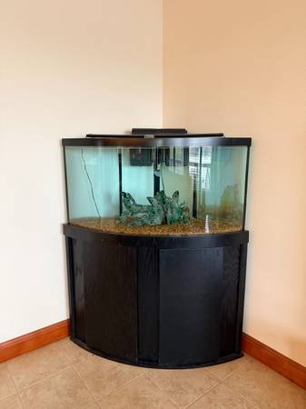 FREE Large Corner Bowfront Aquarium + Wood Stand - Leander 1