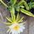 American Beauty Dragon Fruit - Budding Plant - Red Flesh Variety 3 thumbnail