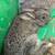Bunnies 1 thumbnail