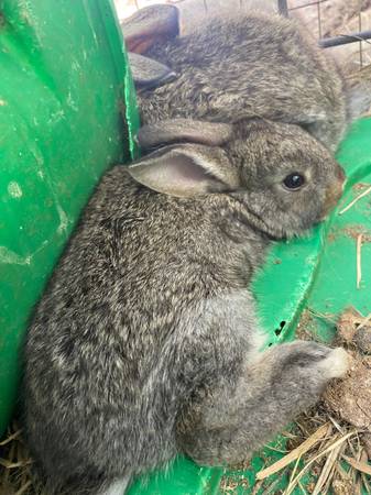 Bunnies 1
