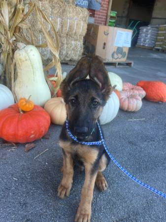 Wookin 4 FUR-EVER fren! (Hawkins County)64149771019777122