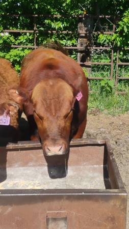 Bull 1